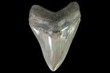 Serrated, Fossil Megalodon Tooth - Georgia #90764-1